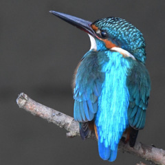 カワセミ (''◇'')ゞ