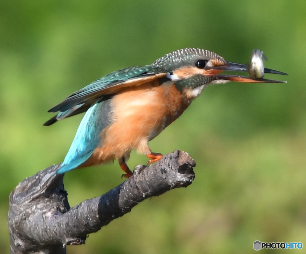 ごちそうさん 編 その② " 動かないで！ "