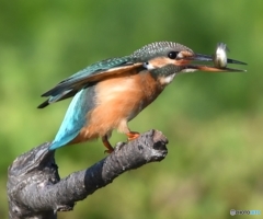 ごちそうさん 編 その② " 動かないで！ "