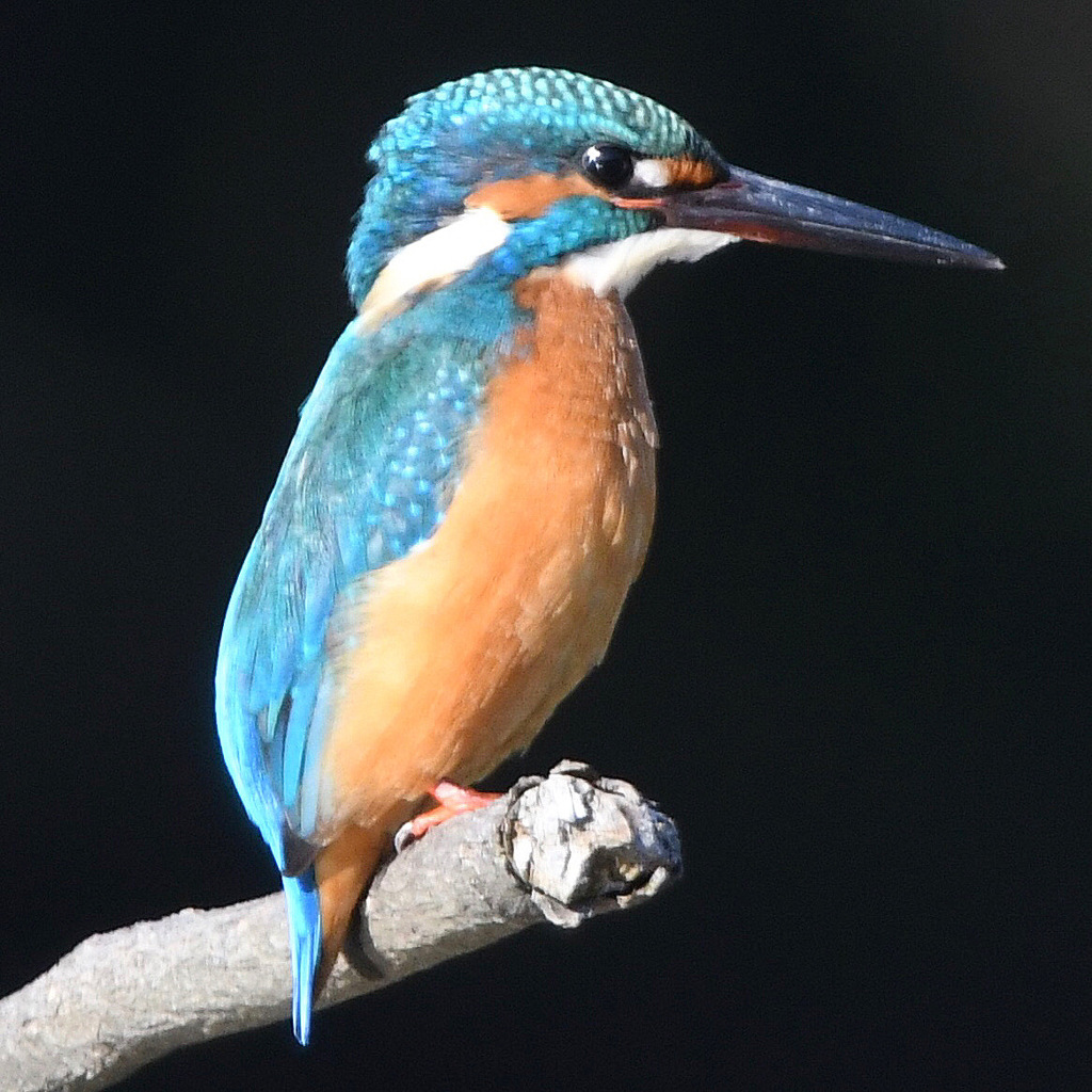 カワセミ (''◇'')ゞ