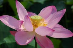 カワセミ止まってくれないかな～っ。