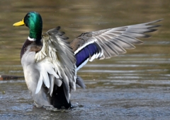 池の指揮者 (^^)/~~~。