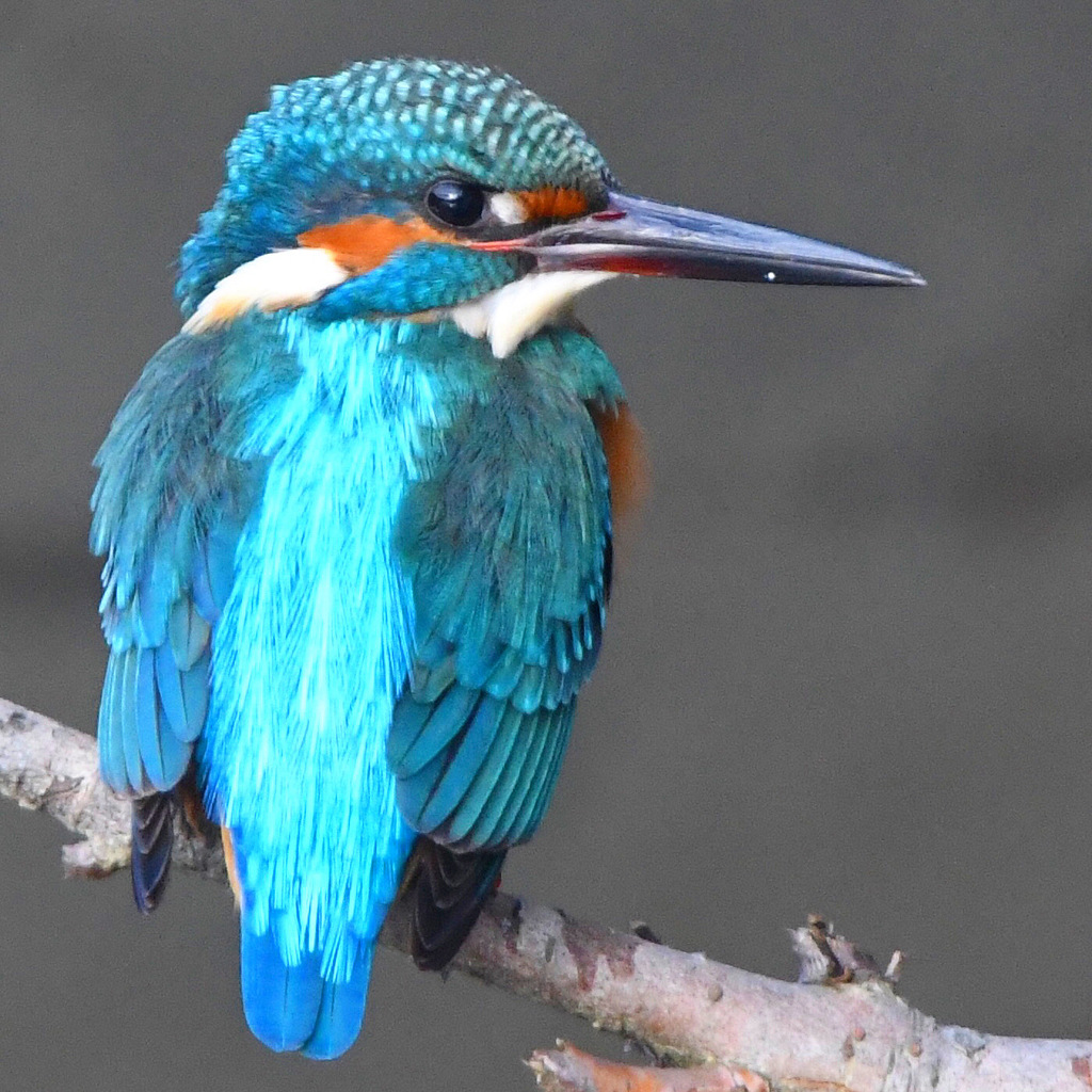 カワセミ (''◇'')ゞ