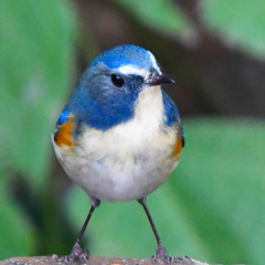 ルリビタキ (^^)/~~~