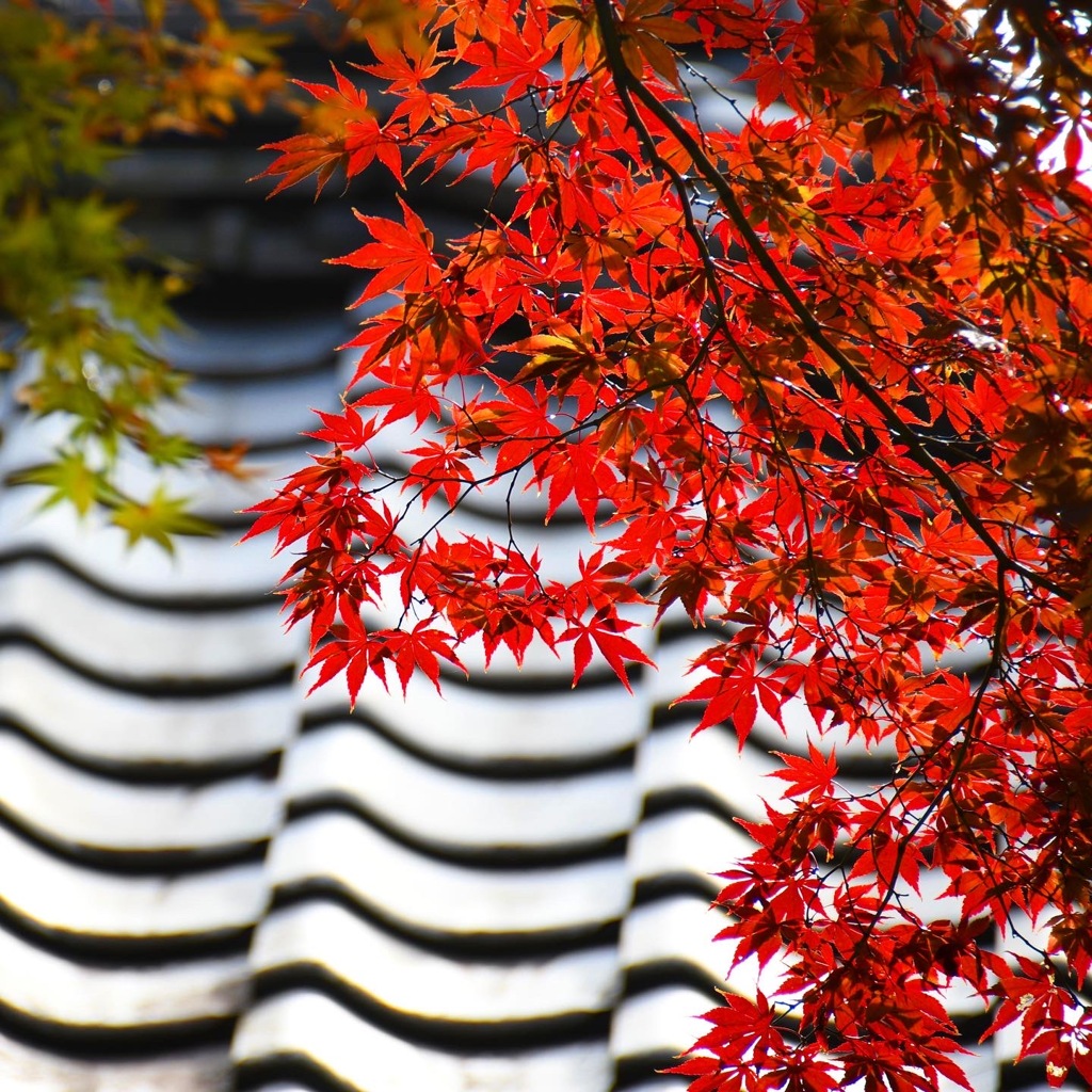 中院 ( ◠‿◠ )