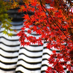 中院 ( ◠‿◠ )