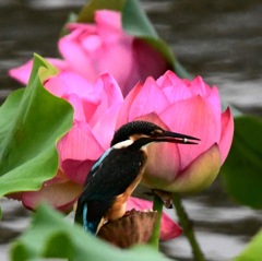 ハスの花をバックに (^^♩。