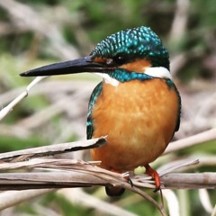 カワセミさん。