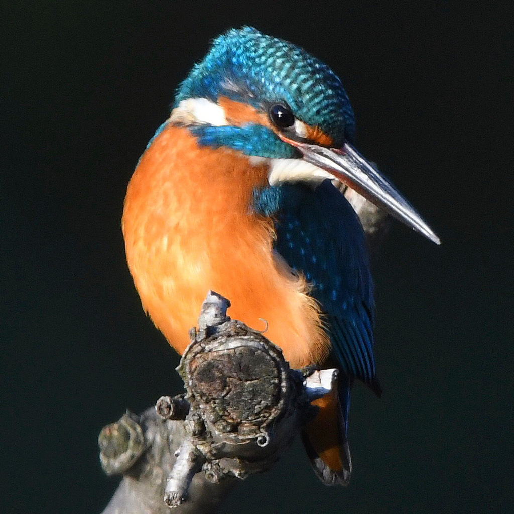 カワセミ (^^)/~~~