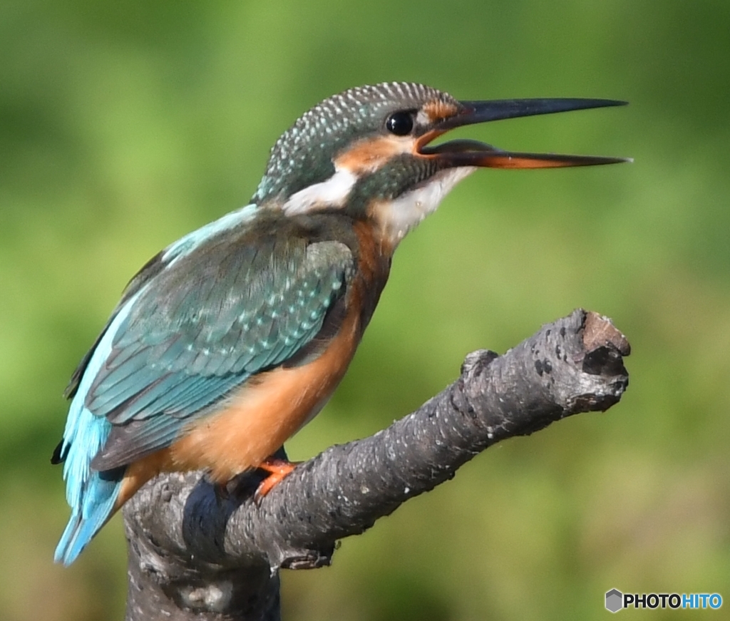ごちそうさん 編 その④ " ごちそうさん(^^♪ "