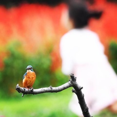 楽しそうね (^^♪。