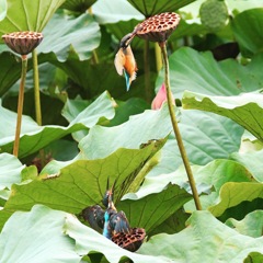 シャワーヘッド‼️ 刺さってる⁉️ 咥えてる⁉️