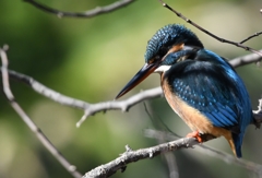 Miss.Kingfisher ('◇')ゞ。