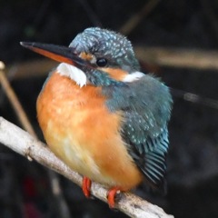 モフモフ カワセミ