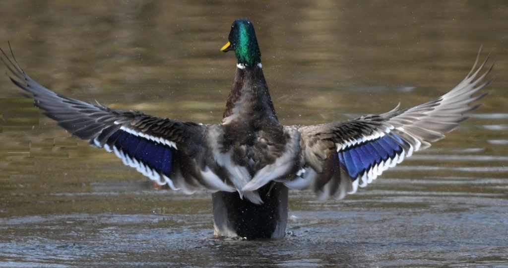 池の指揮者 (^^)/~~~。