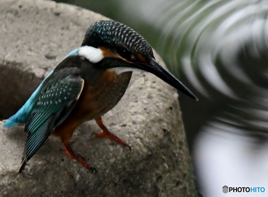 とある小川のおこちゃま ('◇')ゞ。