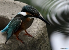 とある小川のおこちゃま ('◇')ゞ。