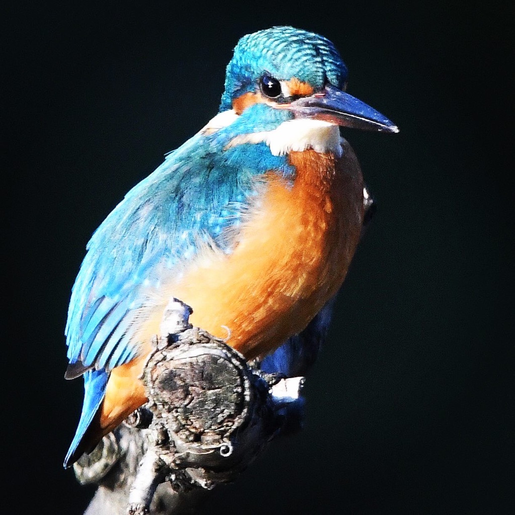 カワセミ (''◇'')ゞ