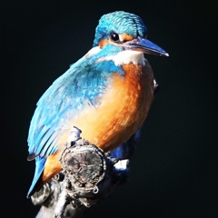 カワセミ (''◇'')ゞ