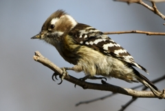 本日の友情出演 (^_-)-☆。