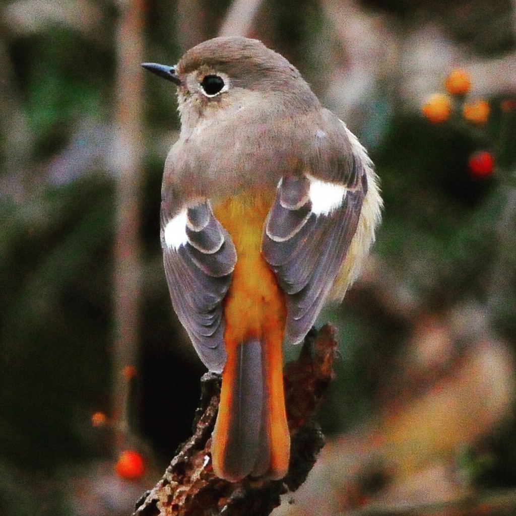 ジョウビタキさん  !(^.^)!