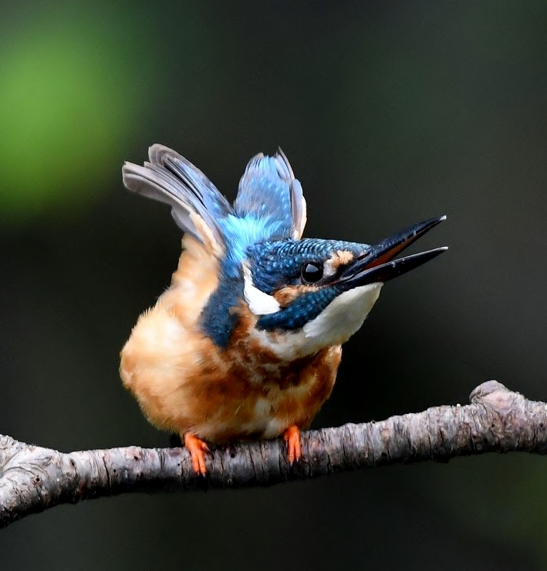 カワセミブルー !(^^)!。