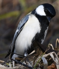 シジュウカラさん ～♪。