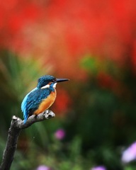 真っ赤に燃える～♪。