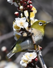 定番ですが (''◇'')ゞ。