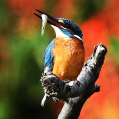 カワセミ (^^♪。