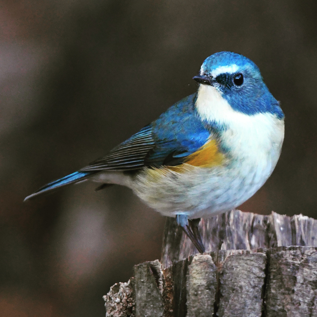 ルリビタキ (=^・^=)