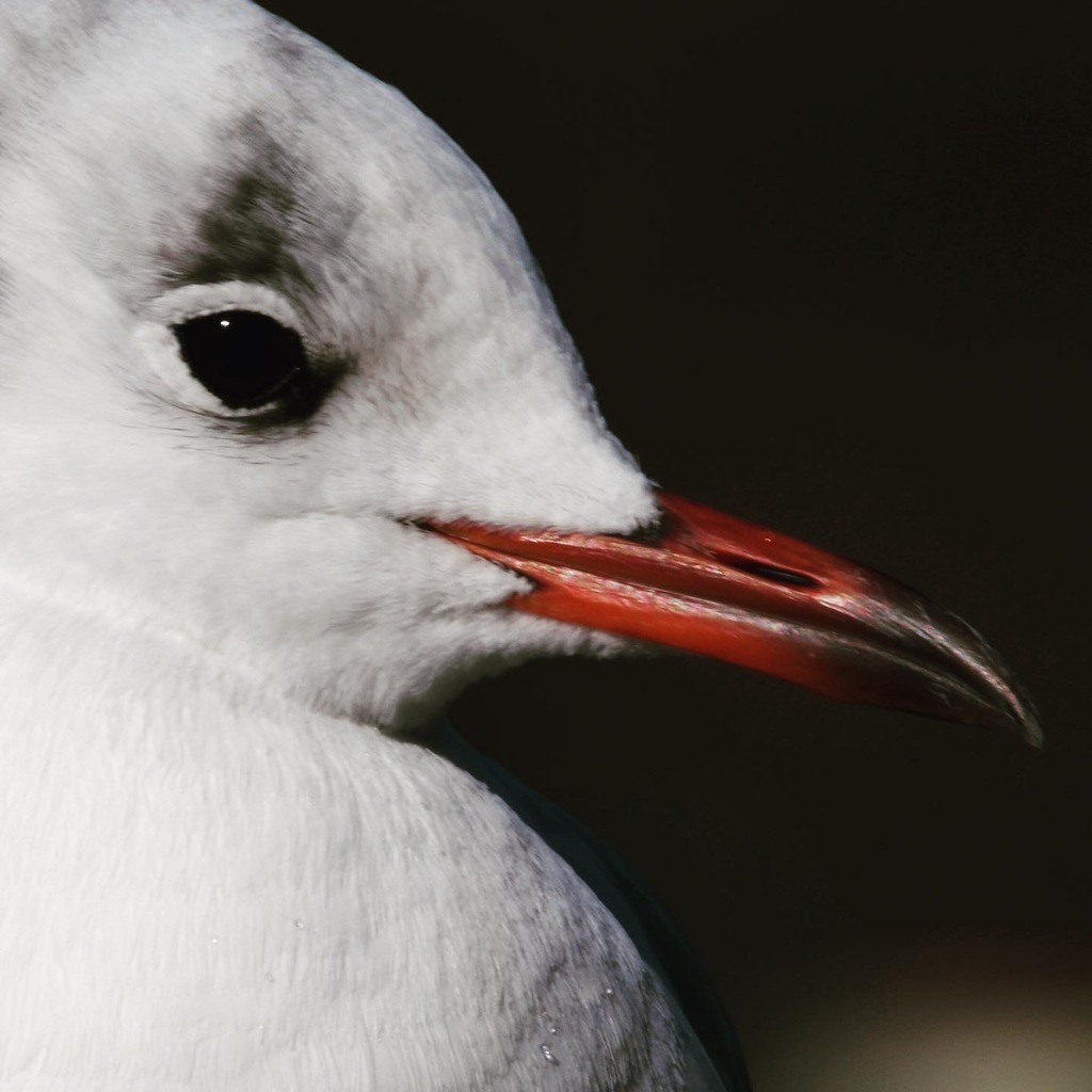 ユリカモメ (*^_^*)