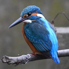 カワセミ o(^o^)o