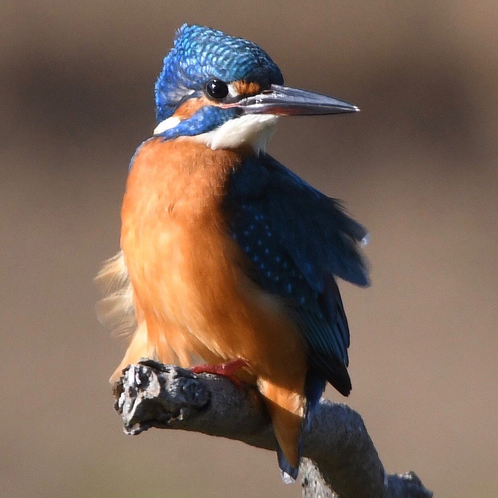 カワセミ (''◇'')ゞ