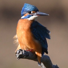 カワセミ (''◇'')ゞ