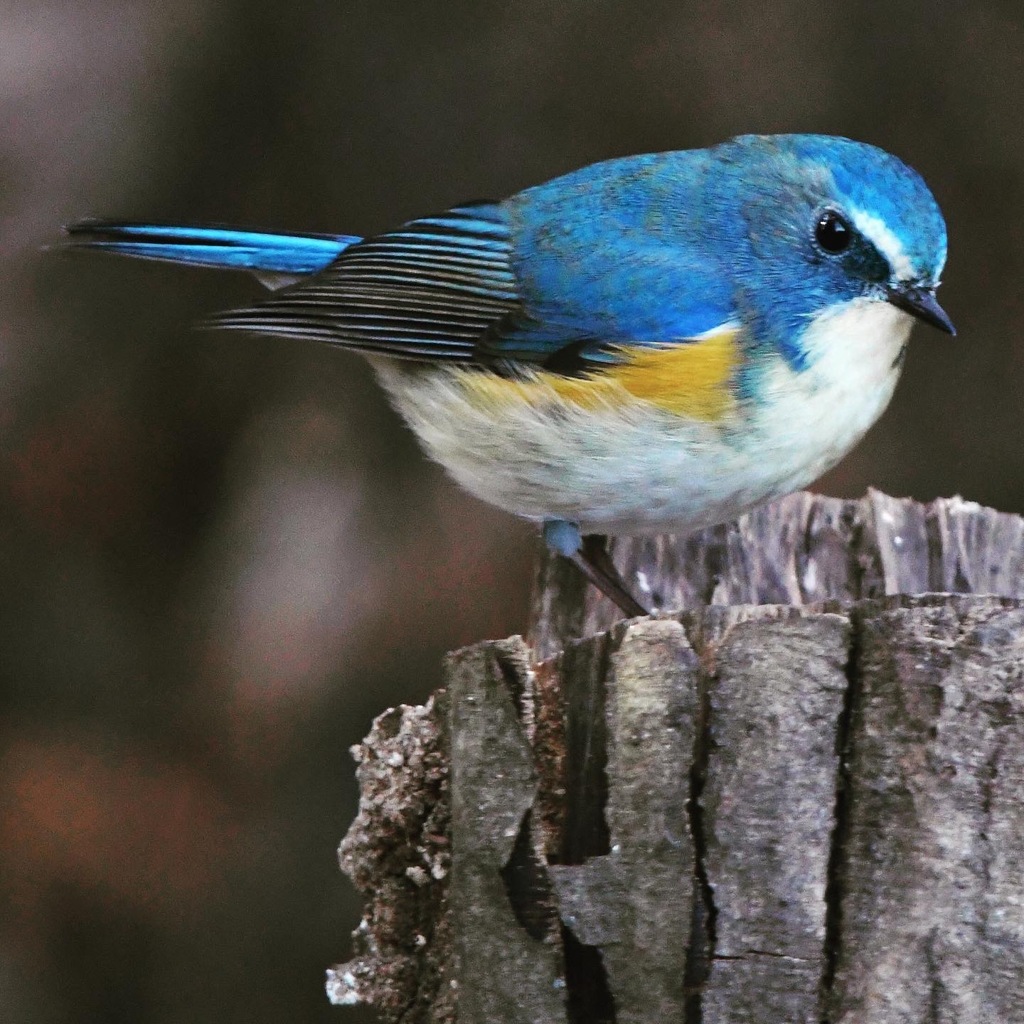 ルリビタキ (=^・^=)