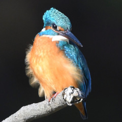 カワセミ (''◇'')ゞ