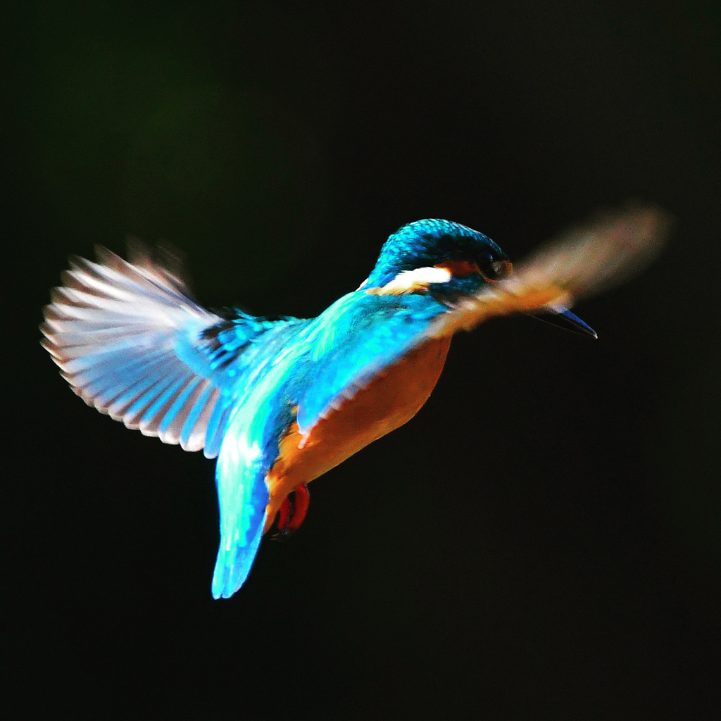 カワセミ (''◇'')ゞ