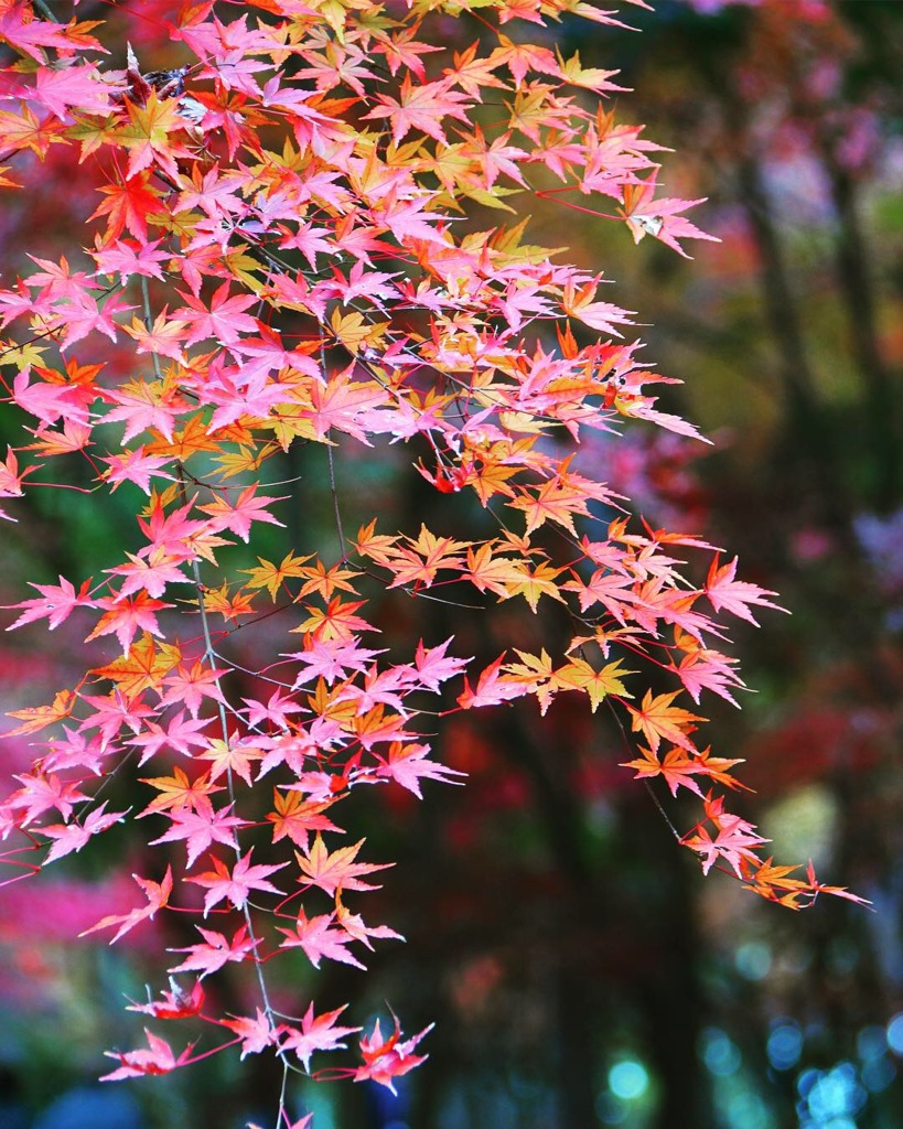 平林寺の紅葉