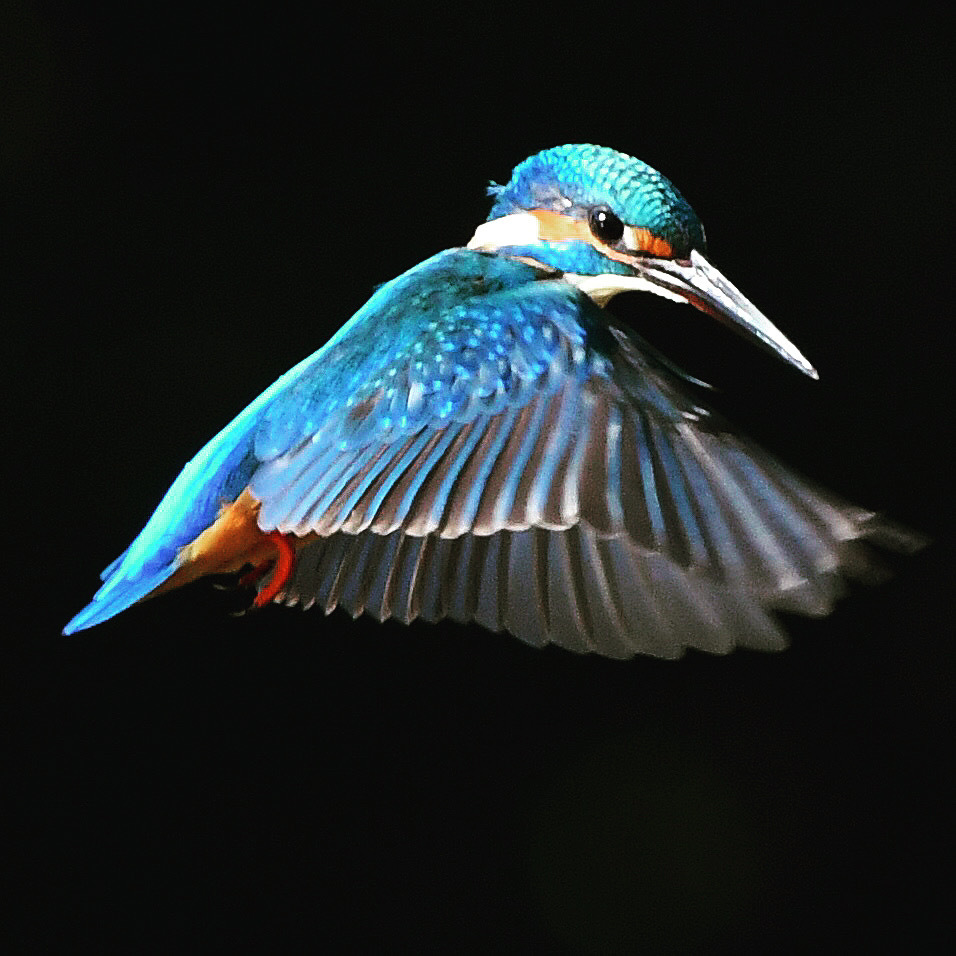 ホバリング (＾◇＾)