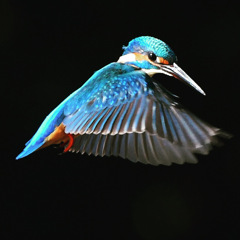 ホバリング (＾◇＾)