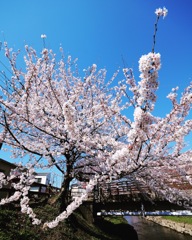 元荒川のさくら並木