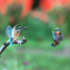 カワセミ (^^♪。