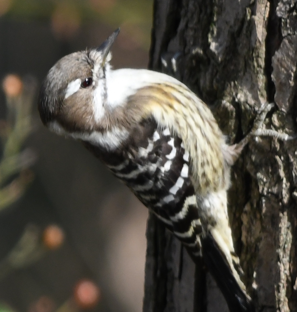 本日の友情出演 (^_-)-☆。