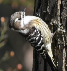 本日の友情出演 (^_-)-☆。