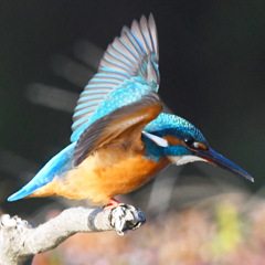 カワセミ (''◇'')ゞ