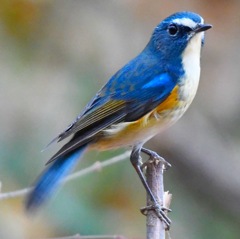 ルリ君 ☆(^^)☆