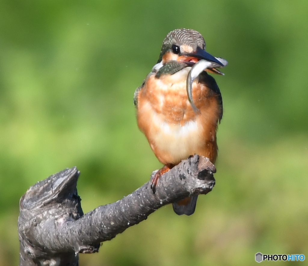 ごちそうさん 編 その① " ゲット "