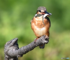 ごちそうさん 編 その① " ゲット "