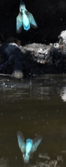 Kingfisher dive scene Take 04